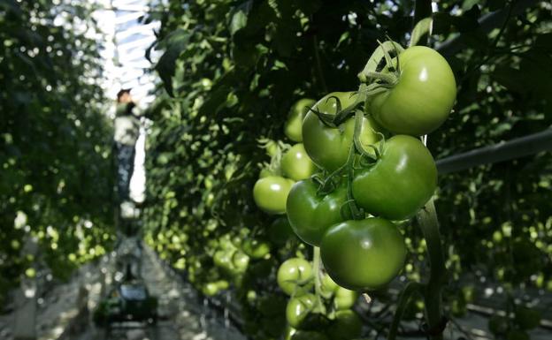 Planta de tomate en un invernadero.