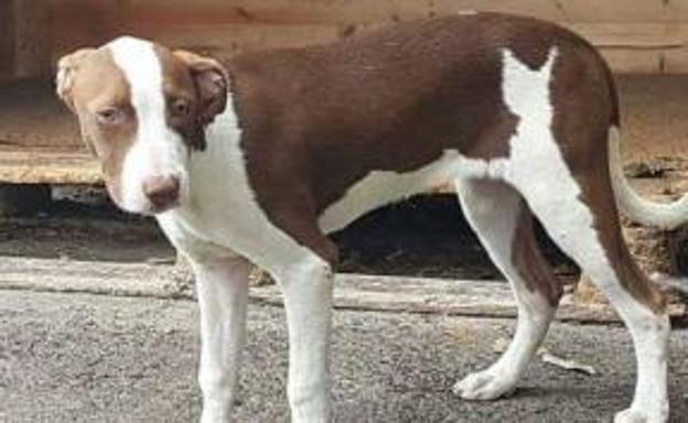 ‘Paula’, la hembra de pitbull que sigue sin aparecer.