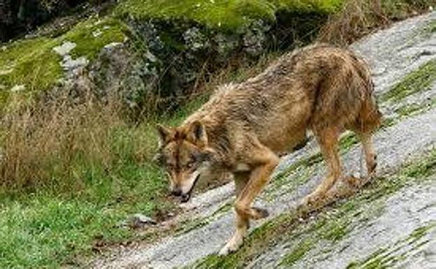 El lobo genera polémica.