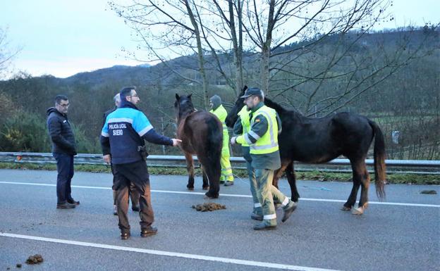 Los caballos, en la carretera/Pablo Nosti