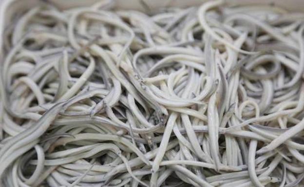 22 detenidos en Cantabria en una operación contra la pesca furtiva de angula