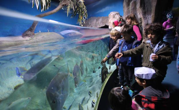 Escolares en una visita al Acuario de Gijón Escolares en una visita al Acuario de Gijón
