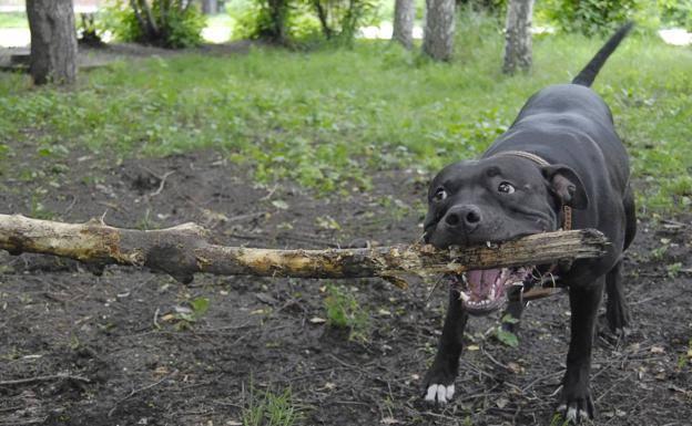 Un perro de raza potencialmente peligrosa./