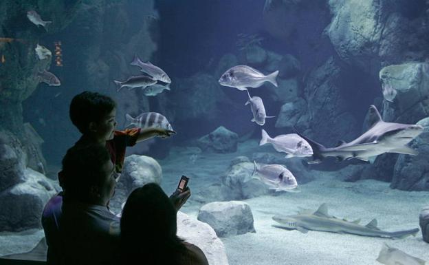 Los habitantes del acuario esperan visitantes./JOAQUÍN PAÑEDA