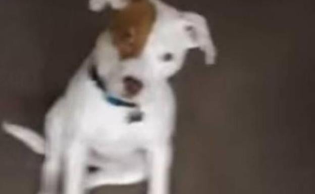 Un perro sordo aprende la lengua de signos Un perro sordo aprende la lengua de signos