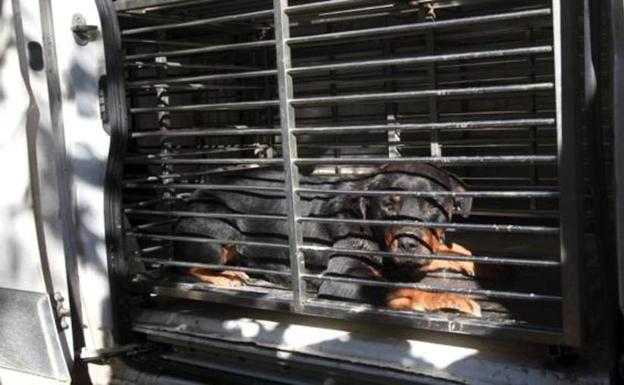 La mujer atacada por dos rottweiler, grave tras ocho horas en el quirófano