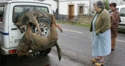 Una mujer observa en Amieva dos animales matados durante una batida. / NEL ACEBAL/