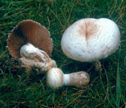 Una muestra de la variedad 'Agaricus koelerionensis paucicystica', localizado en la zona de Avilés en 2002./ E. C/