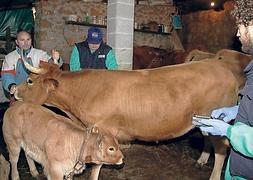 Varios veterinarios encargados de llevar a cabo la campaña de saneamiento, ayer, tomando muestras a las vacas de una explotación situada en el concejo de Parres. :: NEL ACEBAL/
