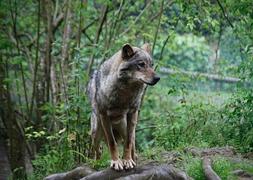 Vía libre a los controles del lobo en los Picos
