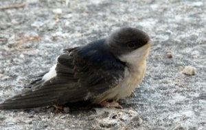 Pollo de avión común recién caido del nido; aún no es capaz de volar. ::
MAVEA/