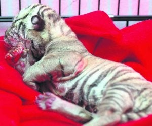 'Huesito' fue el último en morir de los cinco tigres de Siberia nacidos el mes pasado en Gijón. ::
EFE/