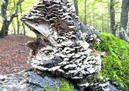 Incluso después de muerto un árbol presta un gran servicio. :: MAVEA/
