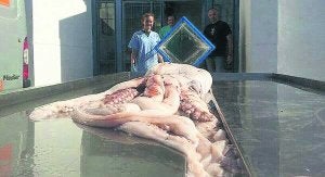 Imagen del ejemplar, de 1,7 metros y 70 kilos, aparecido en Cádiz, antes del comienzo del estudio de sus órganos. ::
CEPESMA/