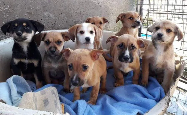 lona profesor Cubo Estos cachorros del Albergue de Serín de Gijón buscan un hogar | El Comercio