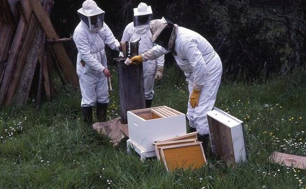 Apicultores de Grado trabajan en la recolección y preparación de sus colmenas. / S.M.