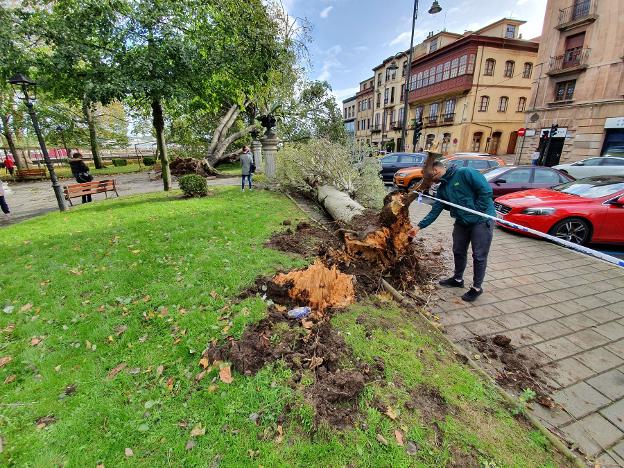 Uno de los árboles de El Muelle se partió por la base. / OMAR ANTUÑA