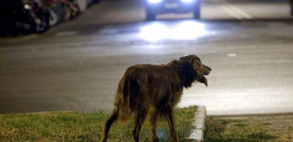 Así debes actuar si te encuentras a un perro abandonado - Vimarsana News
