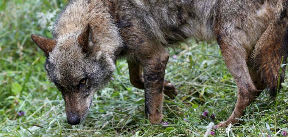 Las comunidades del lobo hacen frente común y recurren su protección ante la Audiencia Nacional - Vimarsana News