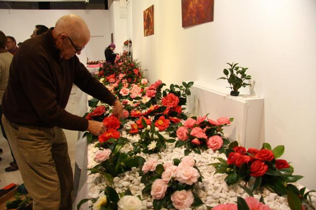 Luarca celebrará el sábado la muestra de camelias con el recuerdo de su  promotora | El Comercio