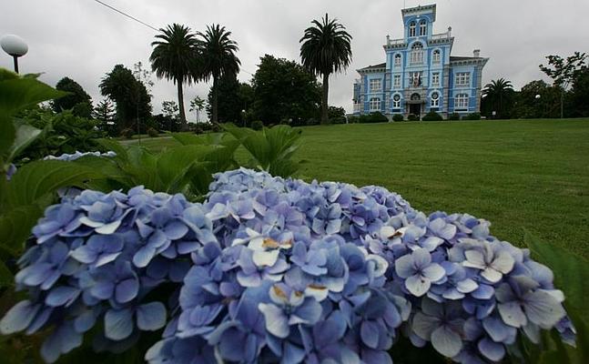 La hortensia, la nueva marihuana | El Comercio